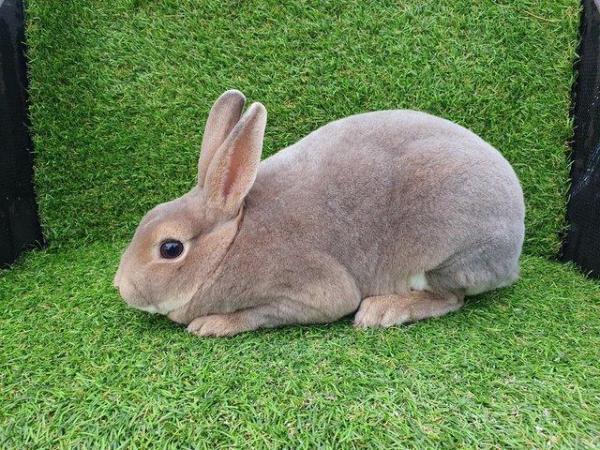 Image 4 of Mini rex rabbits available for loving homes