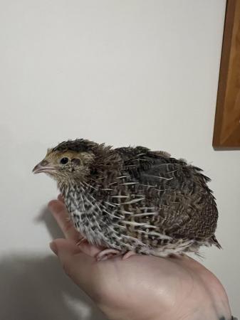 Image 2 of Japanese Coturnix Quail - hens and cocks POL