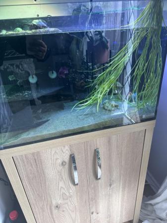 Image 1 of 4 musk turtles and tank