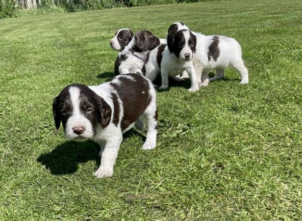 Image 4 of Liver and white English Springer Spaniels only girls left