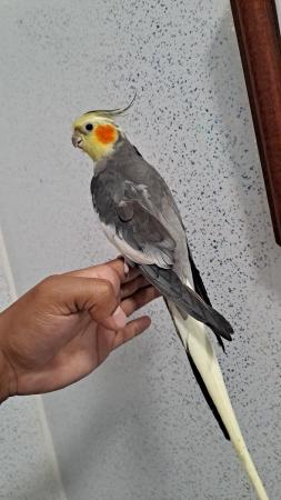 Image 5 of Silly hand tamed baby cockatiel for sale