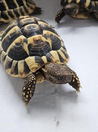 Image 5 of Hermanns Tortoise 2yo male (x2)