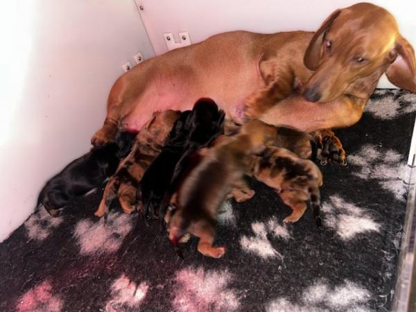 Stunning dachshund puppies ready 12/3/24 for sale in Witham, Essex - Image 1