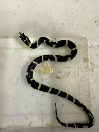 Image 7 of 6 week old Mexican king snakes Lampropeltis getula