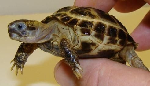 Image 5 of NOW IN Baby Tortoises for sale