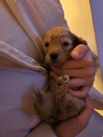 Image 8 of Cockapoo puppies for sale blonde and red