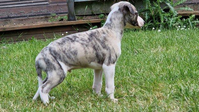 Preview of the first image of Kc reg whippet pups for sale. ready june 26th.