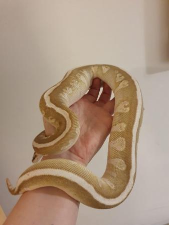 Image 2 of Soul Sucker Female Royal Python