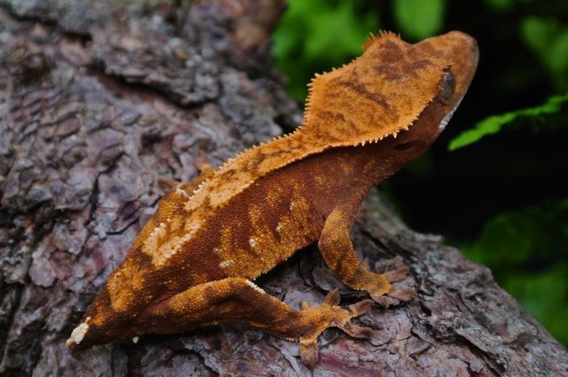 Image 4 of Red Harlequin Female Crested gecko