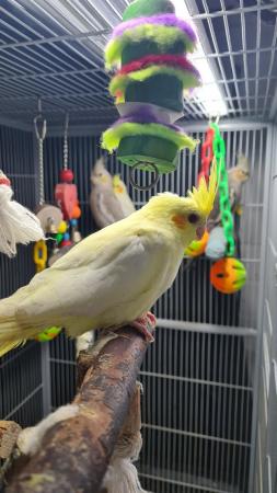 Image 17 of Young cockatiels avairy bred...please read add in full