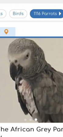Image 5 of African grey rescue wanted