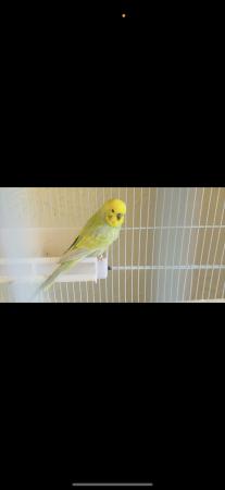 Image 4 of Budgies for salein Rotherham
