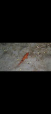 Image 1 of WANTED!! KOI OR GOLDFISH /COLD WATER FISH