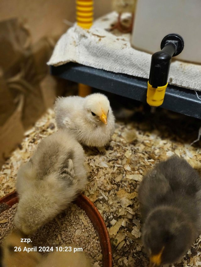 Preview of the first image of 5 day old pekin bantam chicks.