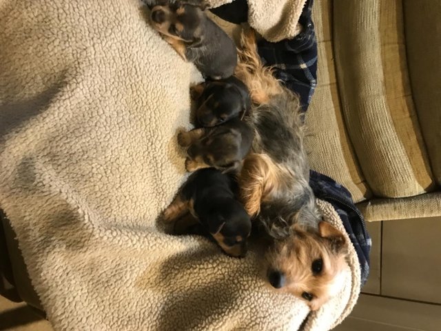 Preview of the first image of Black and Tan Jack Russell puppies.
