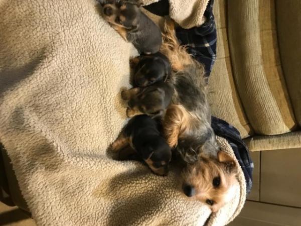 Image 1 of Black and Tan Jack Russell puppies