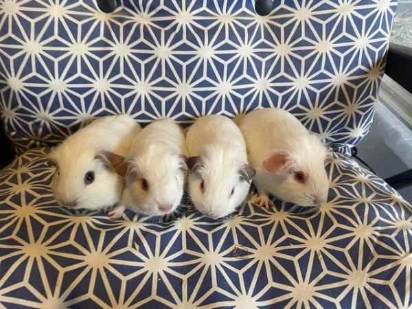 Image 3 of Californian Guinea pig baby boars