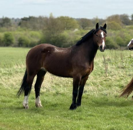 Image 3 of Welsh D 15hh 12 year old mare.
