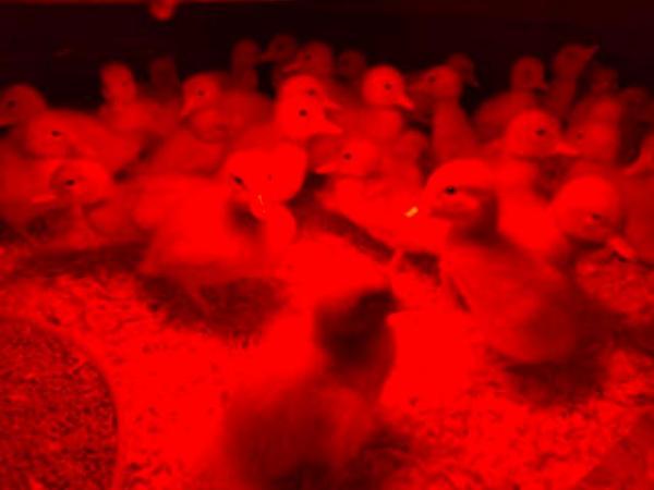 Image 3 of AYLESBURY DUCKLINGS ready now to collect….