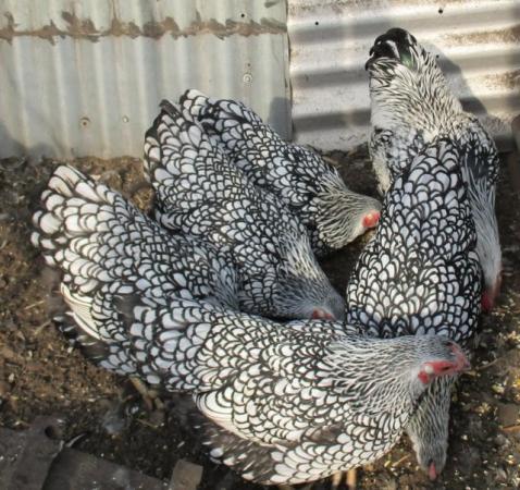 Image 5 of Silver Laced Wyandotte Bantam growers