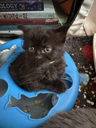 Image 10 of Two black, British shorthair X  kittens, ready now