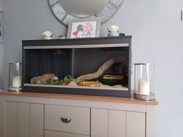 Image 5 of Extremely friendly corn snake with complete setup