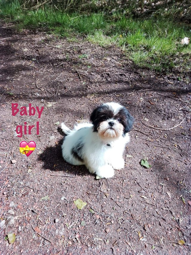 Preview of the first image of Shih Tzu girl fully vaccinated ready now.