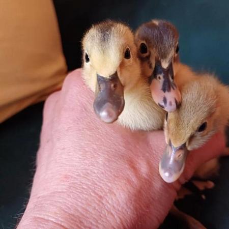 Image 6 of Gorgeous Indian Runner Ducklings