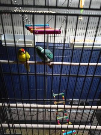Image 4 of Male and female parakeet plus large cage for sale