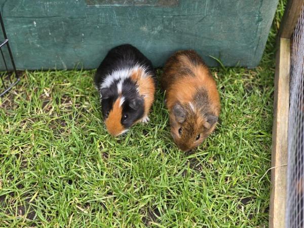 Image 1 of 11 week old male Guinea pigs