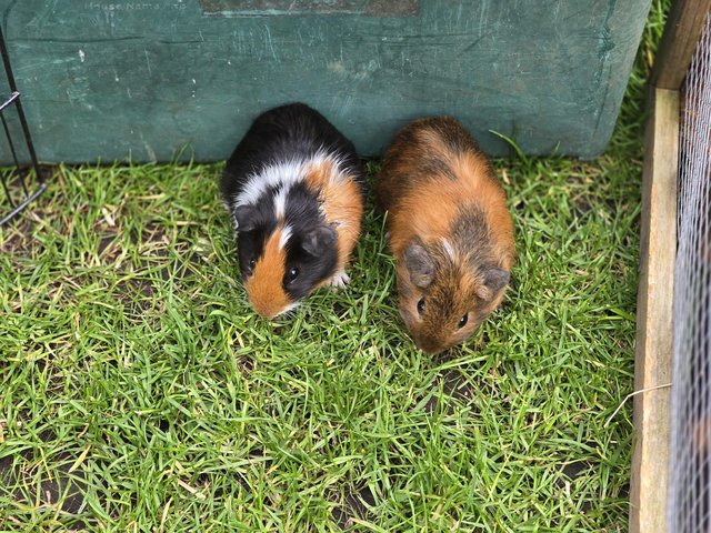 Preview of the first image of 11 week old male Guinea pigs.