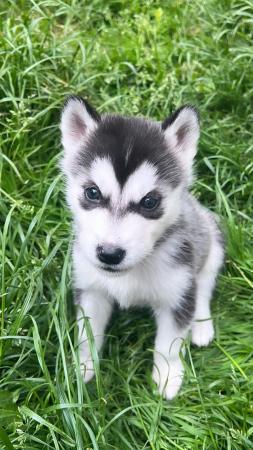 Image 6 of Beautiful Siberian Husky Cross  Malamute Puppies For Sale