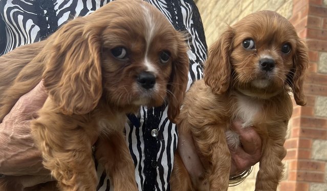 Preview of the first image of Cavalier King Charles Spaineil pups.