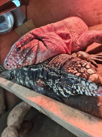 Image 1 of Male High Red Tegu Captive Bred 2019