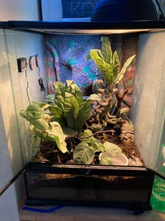 Image 13 of ~2 Year 9 Month Old Orange Striped Gargoyle Gecko + Set Up