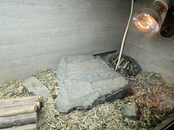 Image 3 of Breeding pair of hermans tortoises with 4ft Viv setup