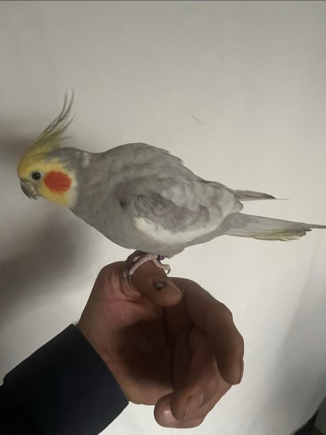 Preview of the first image of breeding pair of cockatiels available.