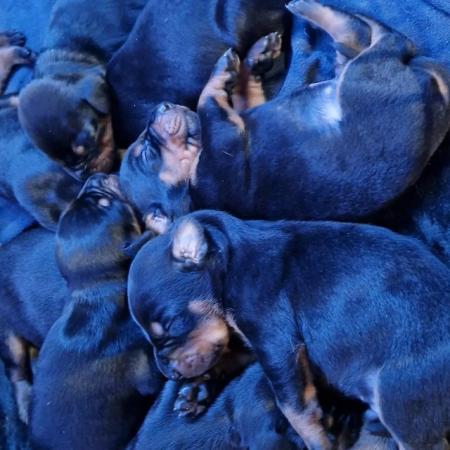 Image 4 of Damnation_dobermans puppies for sale