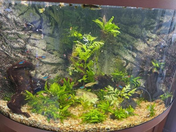 Image 5 of Juvenile Guppies for sale