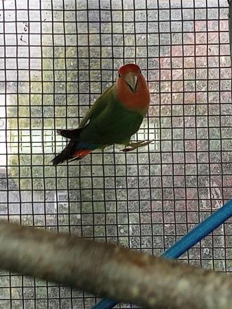 Image 1 of Wanted female lovebird mine has lost his mate
