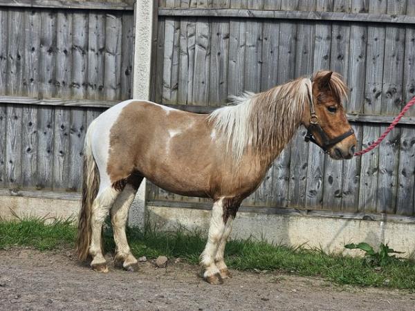 Image 3 of Shetland pony registered miniature shetland pony