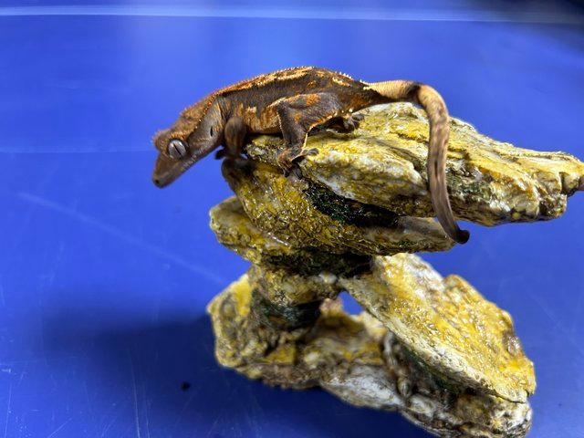 Preview of the first image of 3x extreme harlequin Crested Geckos.