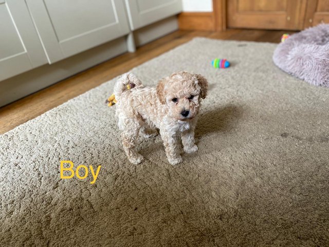 Preview of the first image of DNAHealth tested Champagne Toy Poodle pups READY NOW!.