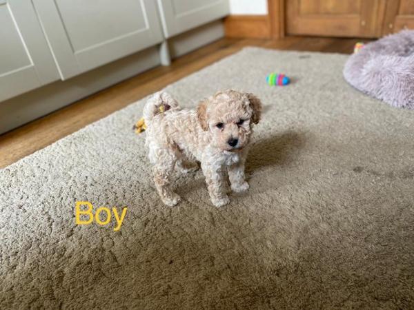 Image 1 of DNAHealth tested Champagne Toy Poodle pups READY NOW!