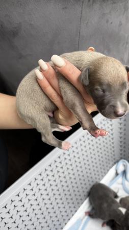 Image 22 of Stunning full pedigree KC registered blue whippet puppies