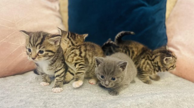 Image 3 of Beautiful kittens 1 grey boy x2 Tabbys