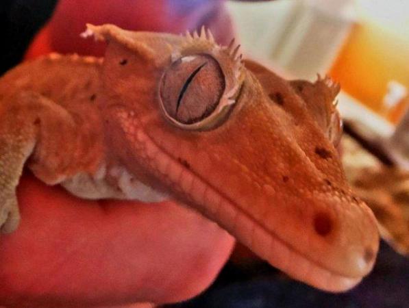 Image 4 of Crested gecko male, 5 years old