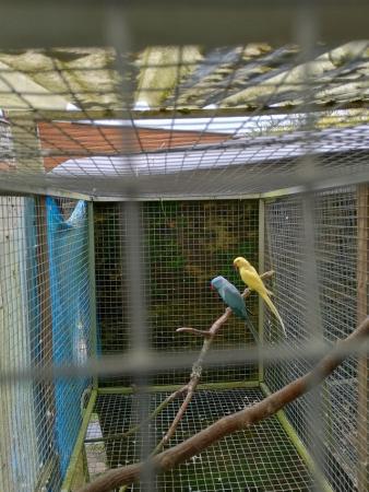Image 5 of Adult ringneck parakeets