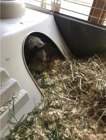 Image 1 of 2 year old Guinea pig boy with outdoor and indoor house