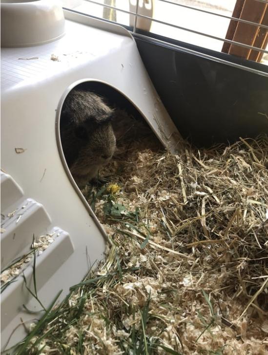 Preview of the first image of 2 year old Guinea pig boy with outdoor and indoor house.